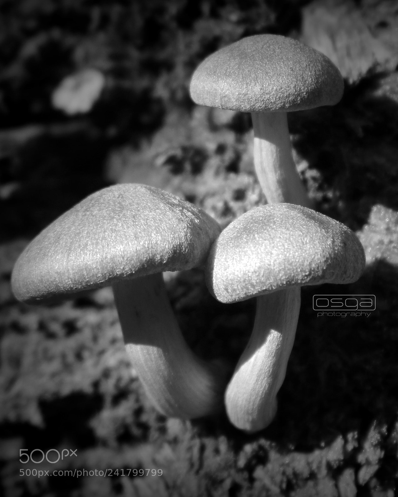 Canon EOS 750D (EOS Rebel T6i / EOS Kiss X8i) sample photo. Mushrooms black creek trail photography