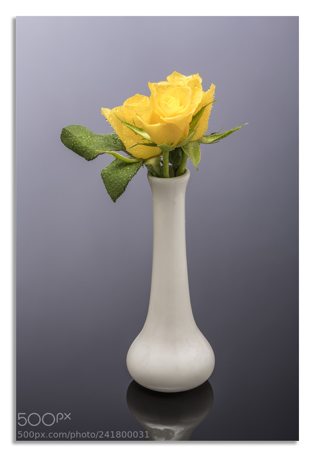 Nikon D850 sample photo. Yellow rose. photography