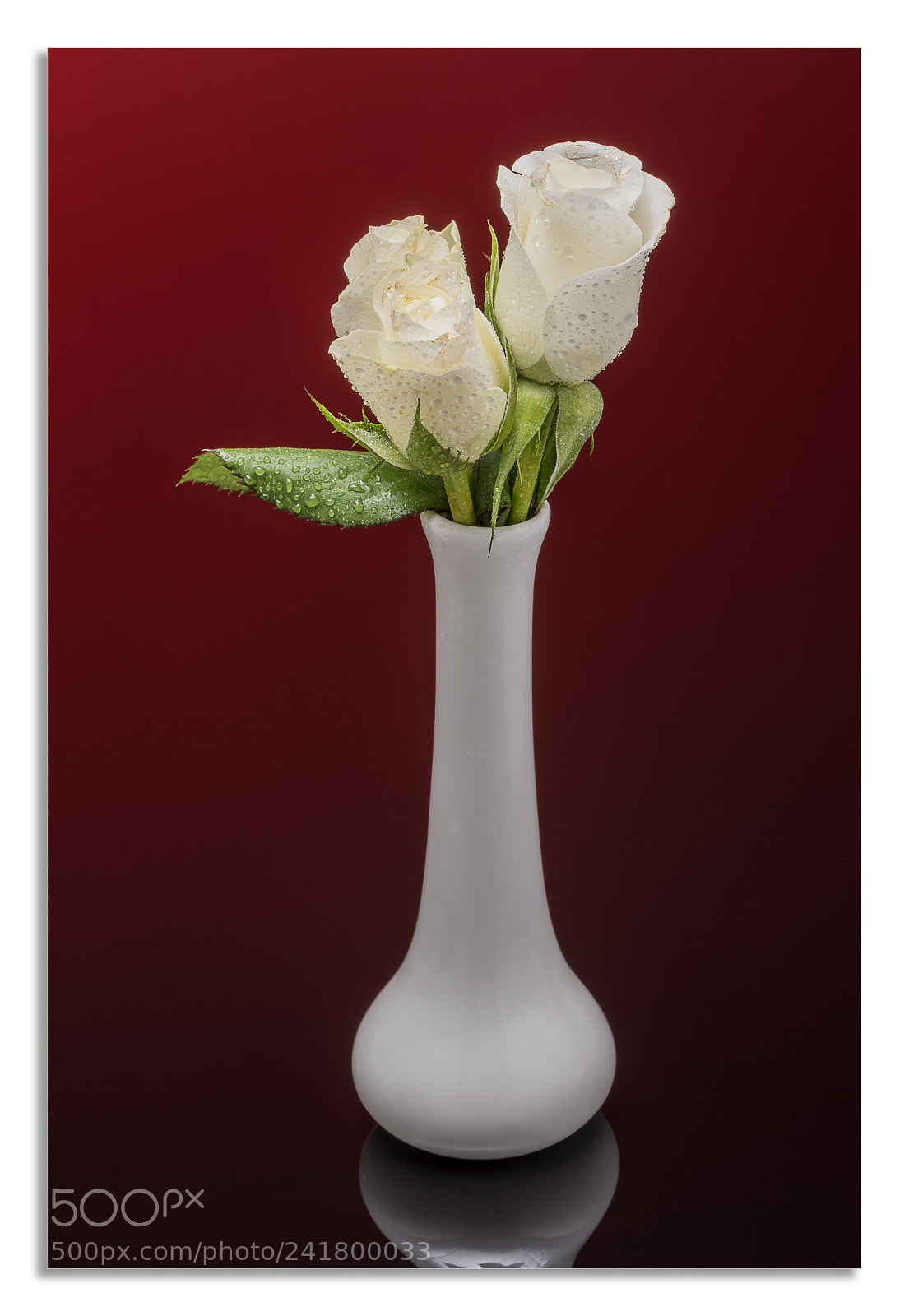 Nikon D850 sample photo. White rose. photography