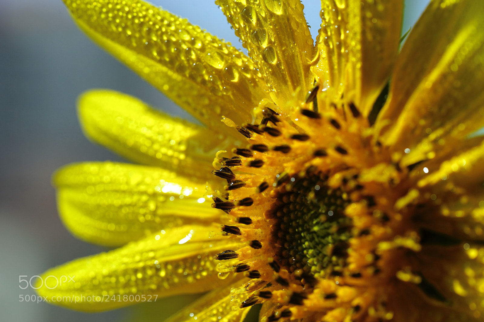 Sony a7 II sample photo. 葵花 photography