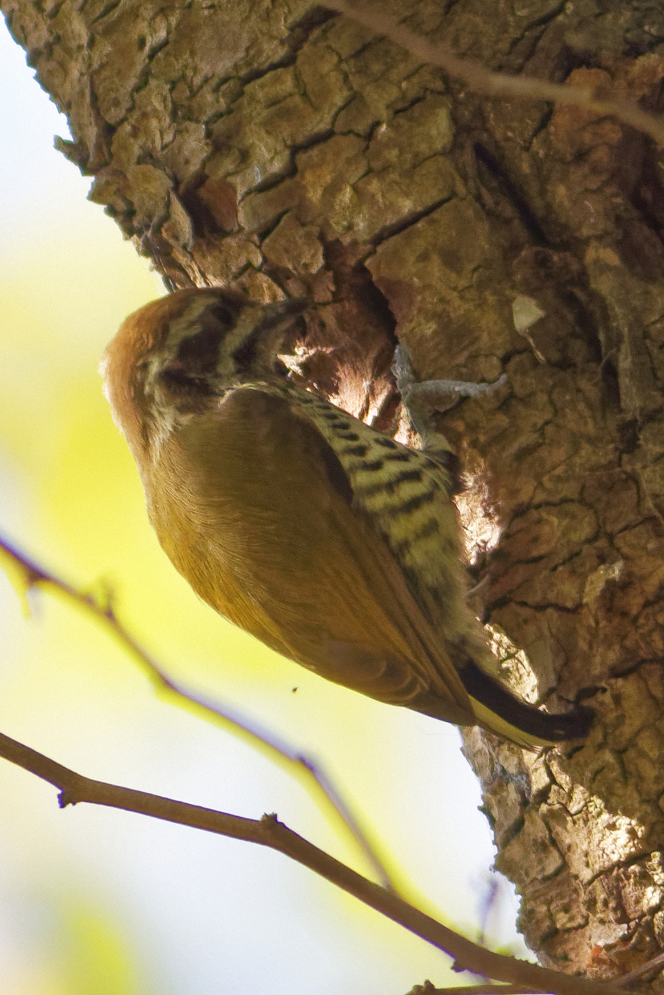 Canon EOS 7D Mark II + Canon EF 400mm F5.6L USM sample photo. Dxo (已调整大小) photography