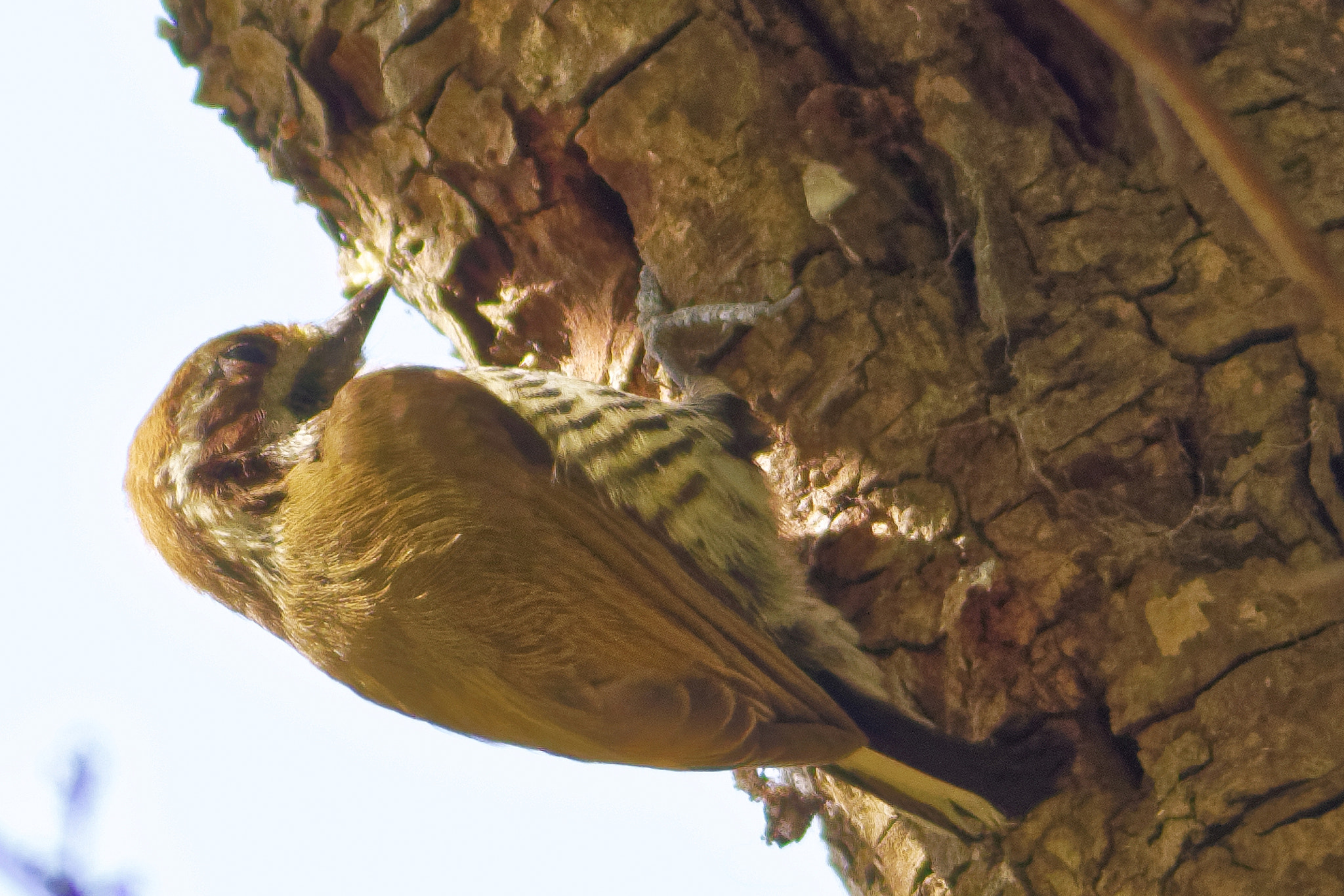 Canon EF 400mm F5.6L USM sample photo. Dxo (已调整大小) photography