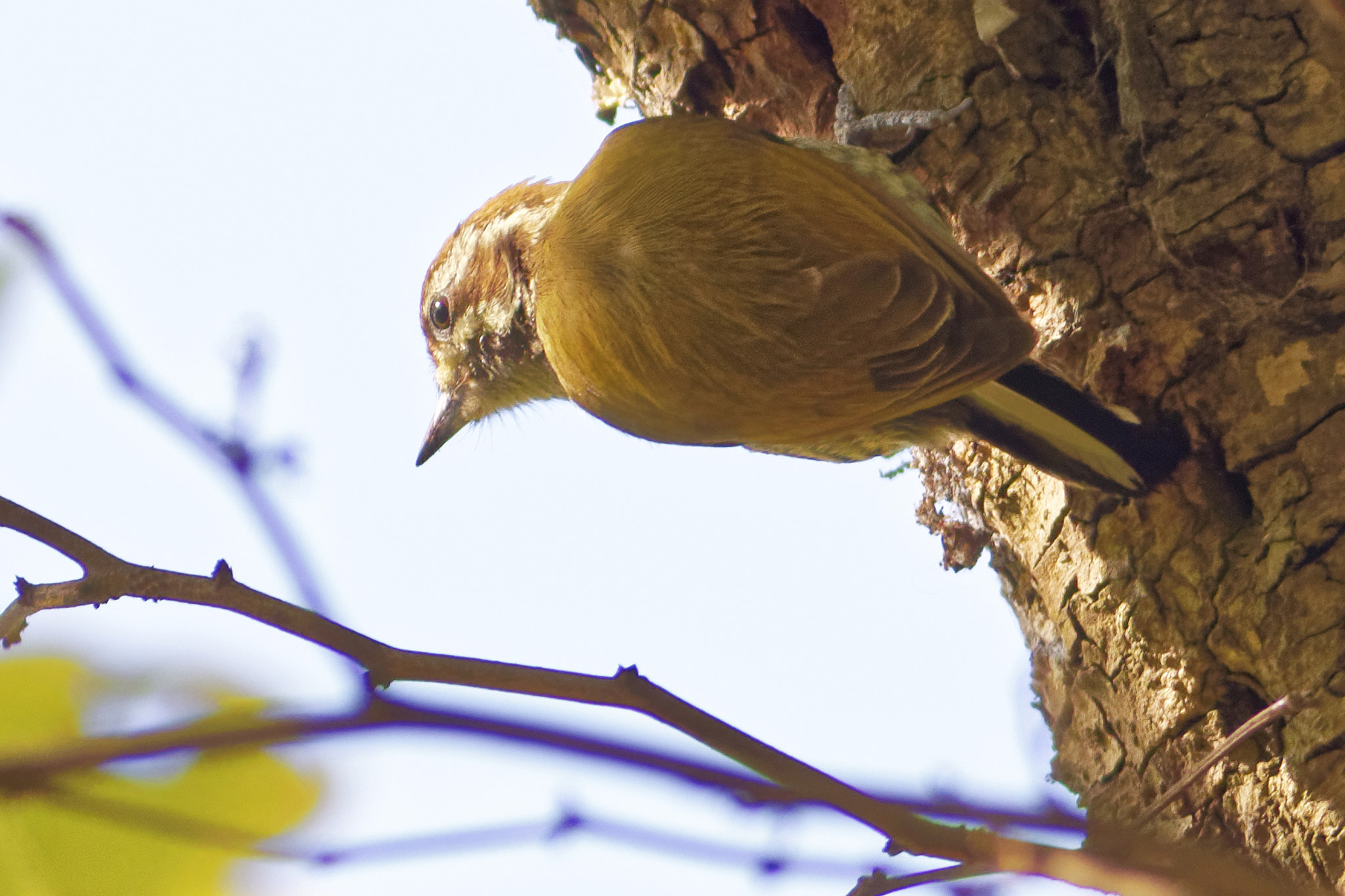 Canon EF 400mm F5.6L USM sample photo. Dxo (已调整大小) photography