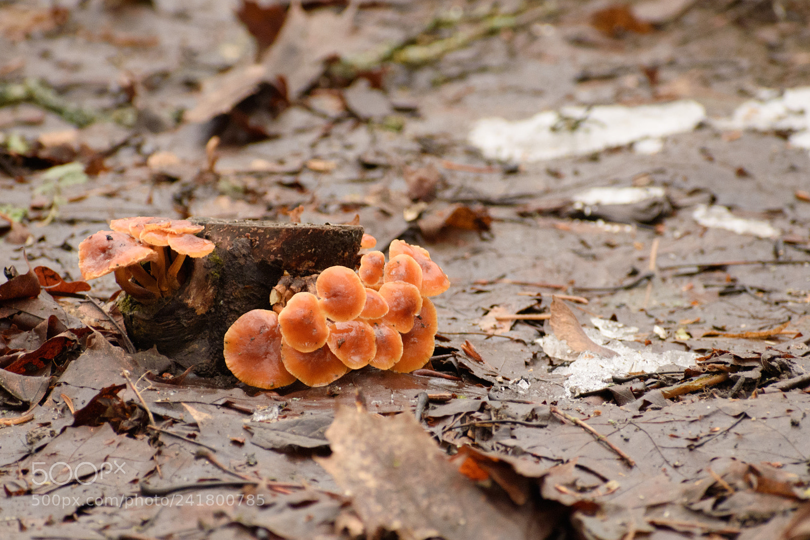 Nikon D5500 sample photo. Winter mushrooms photography