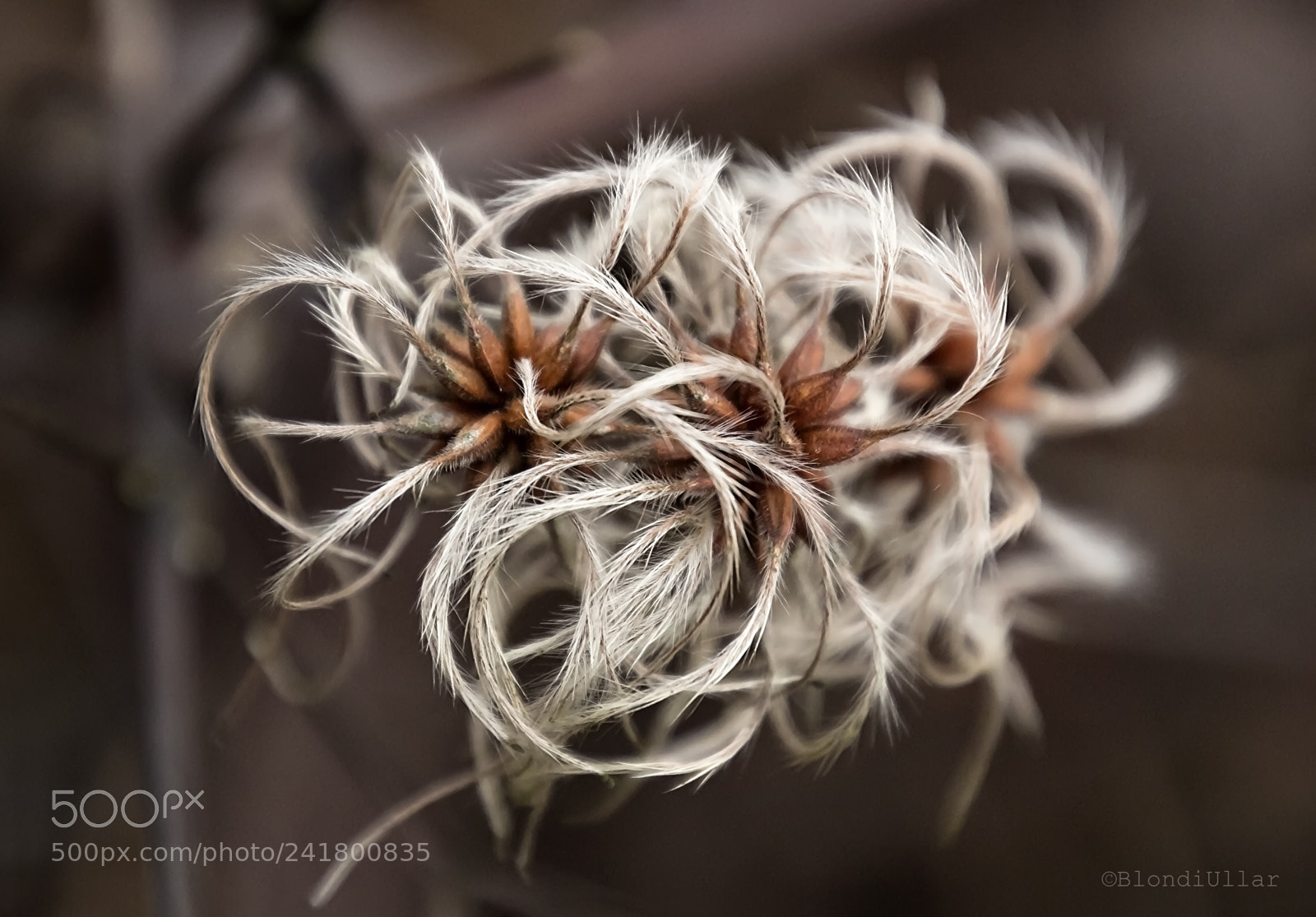 Canon EOS 100D (EOS Rebel SL1 / EOS Kiss X7) sample photo. Beauties in the winter... photography