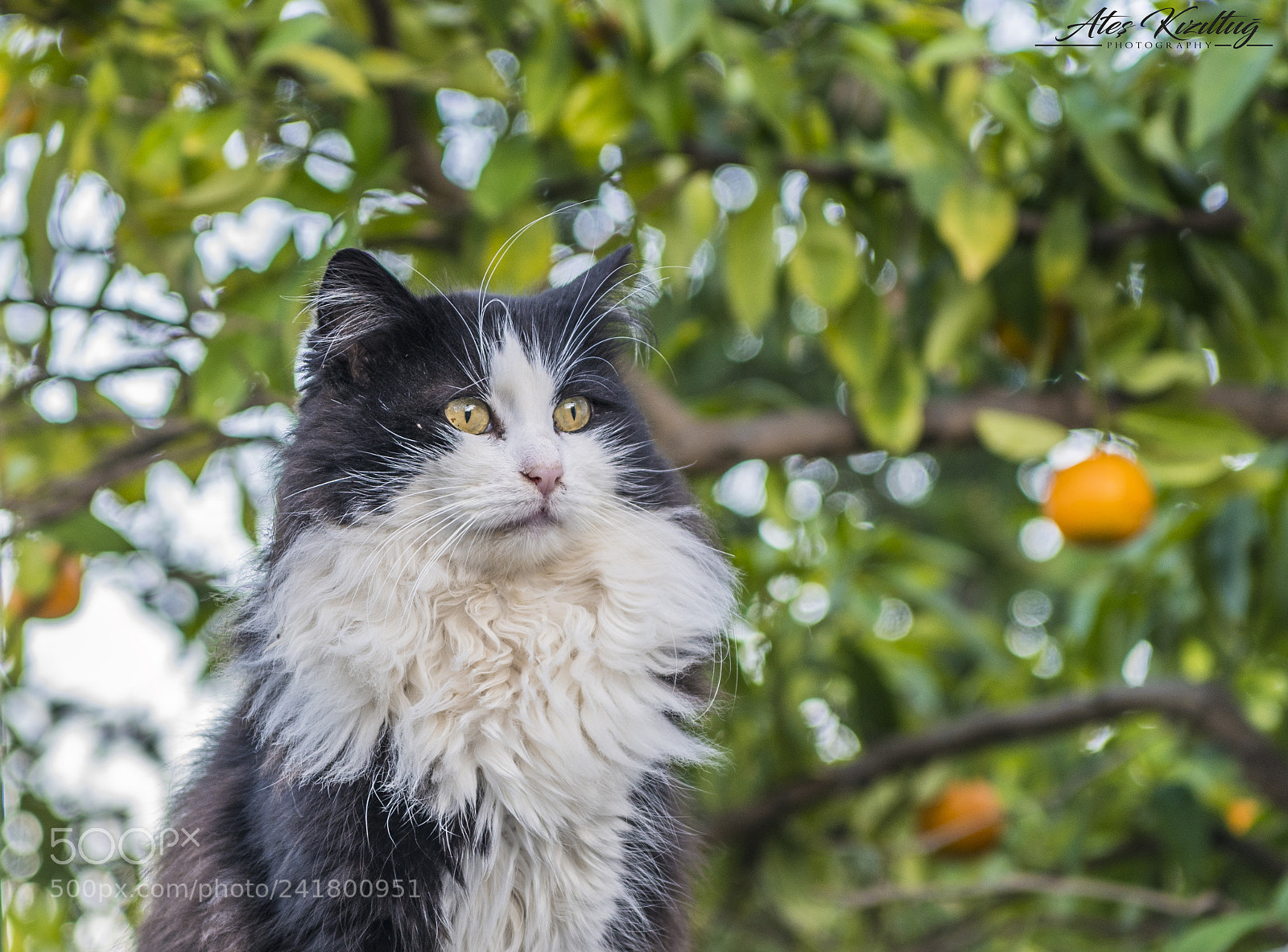 Nikon D850 sample photo. Cat photography