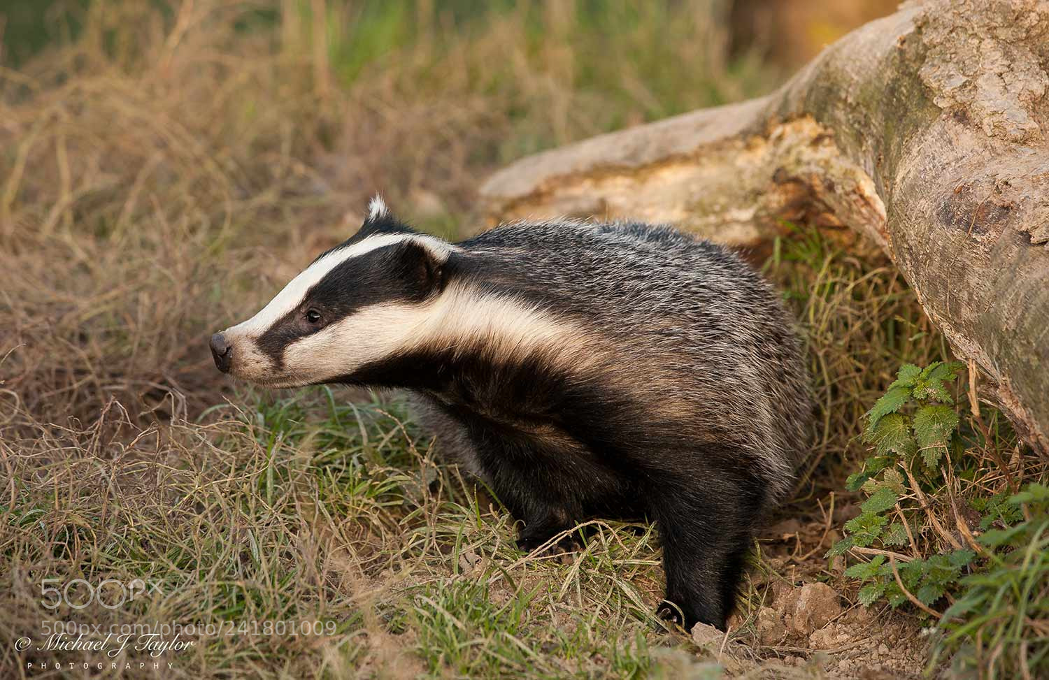 Canon EOS 5D sample photo. Badger... photography