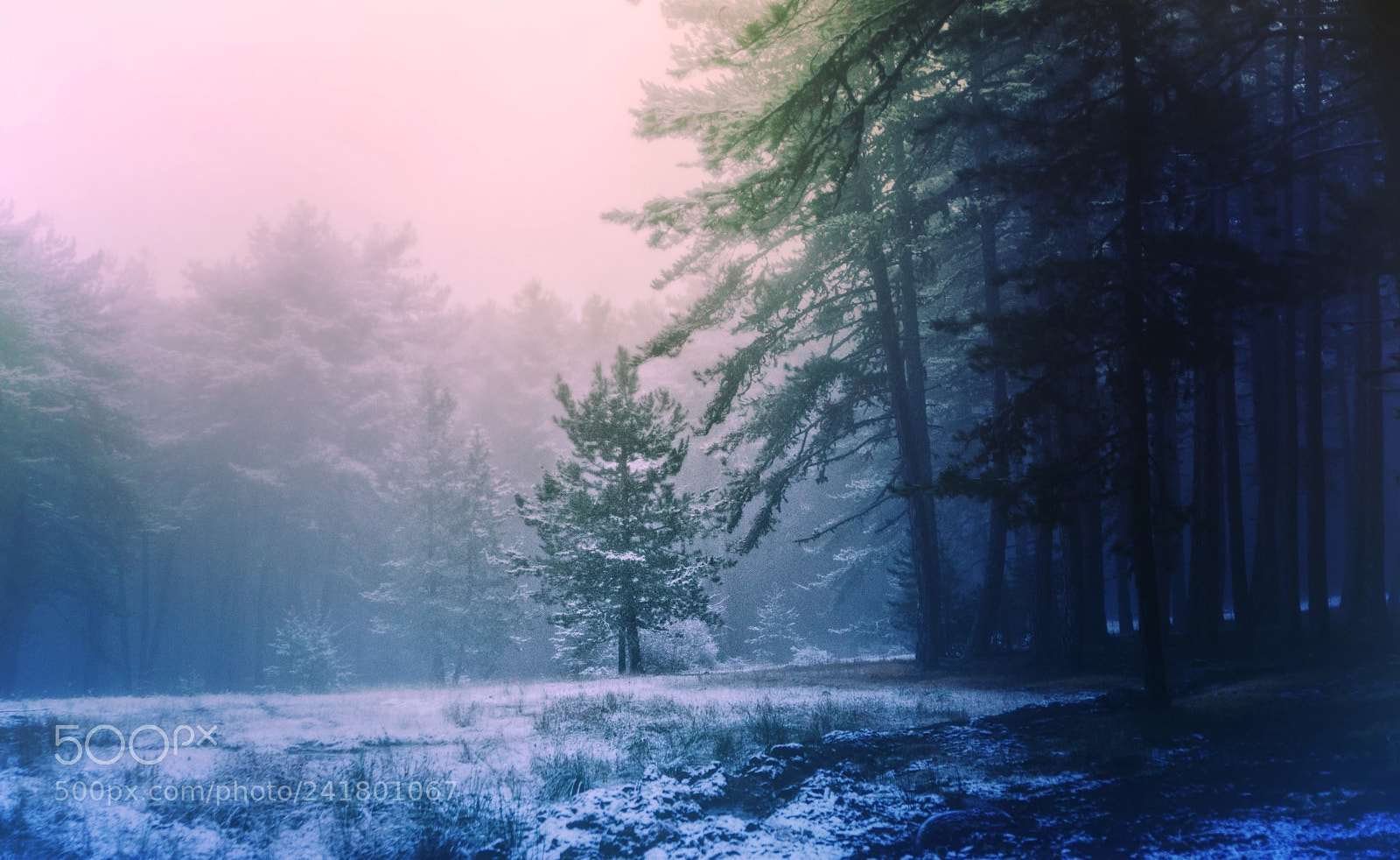 Nikon D800E sample photo. Winter tree photography