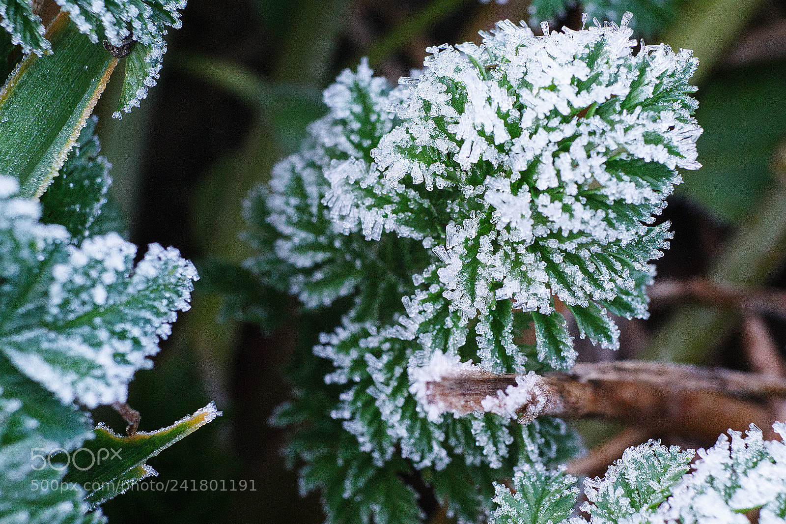 Canon EOS 60D sample photo. Macro in the winter photography