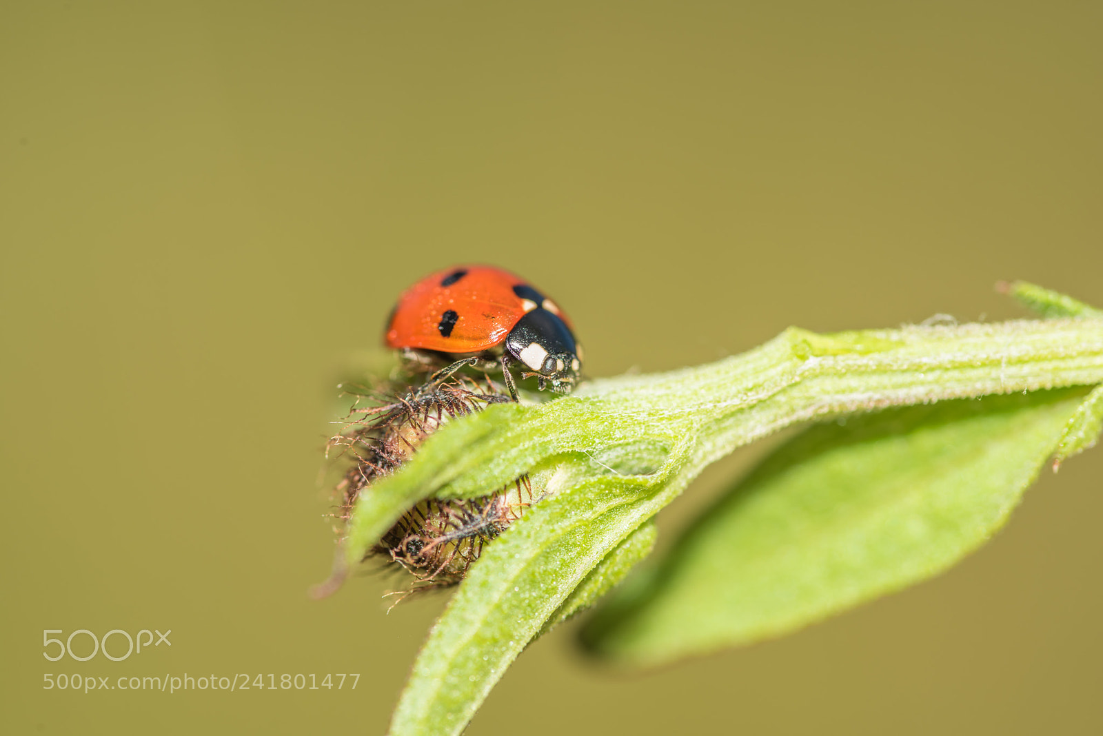 Nikon D810 sample photo. Ladybird photography