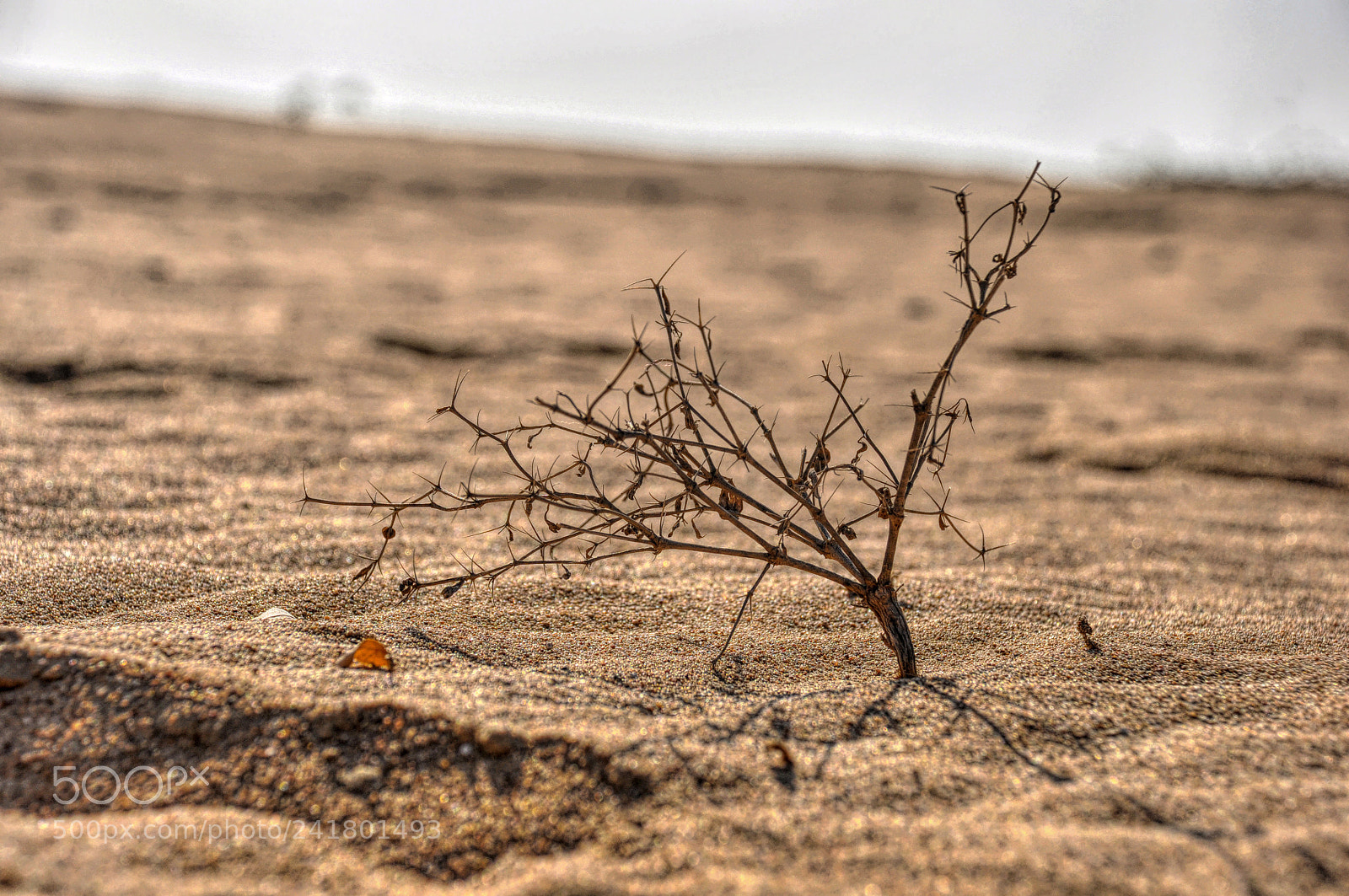 Nikon D90 sample photo. Desert view photography
