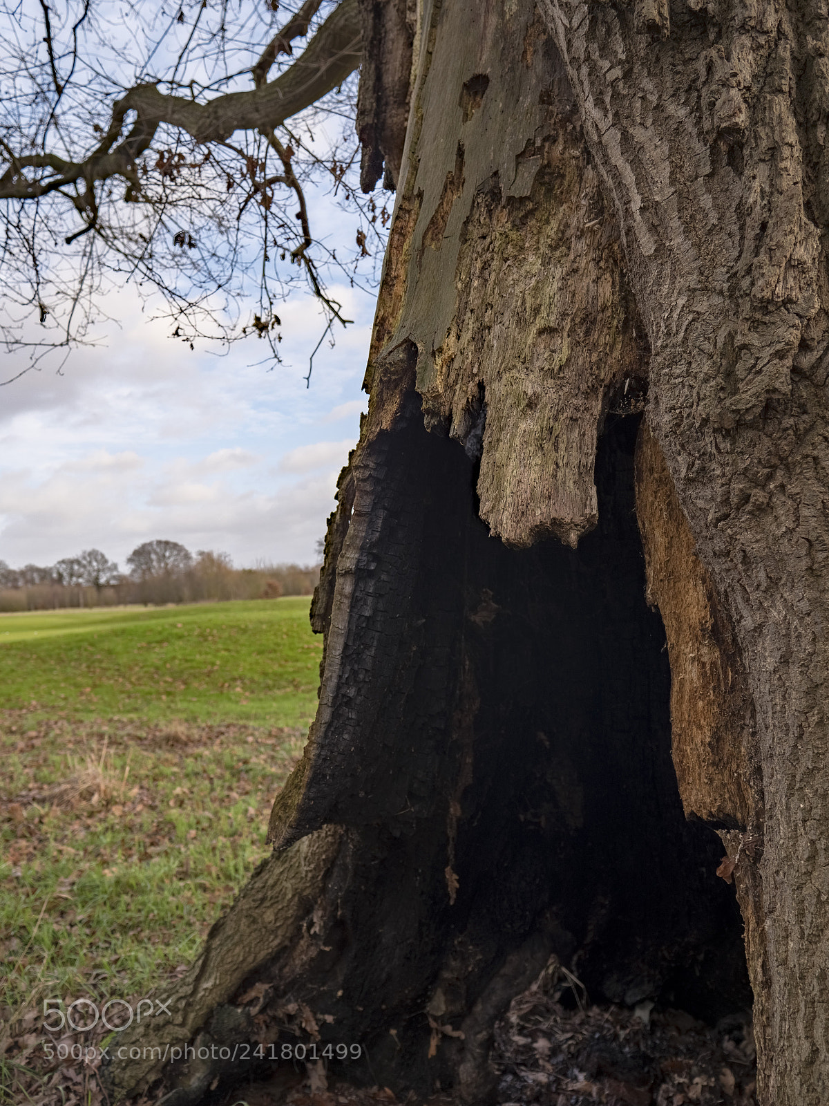 Panasonic Lumix DC-GH5 sample photo. Holy tree photography