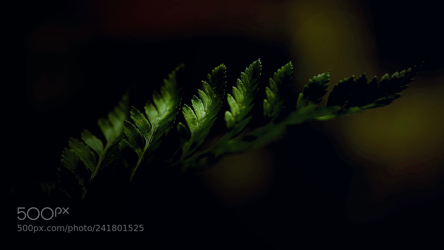 Sony a7 II sample photo. Helecho photography