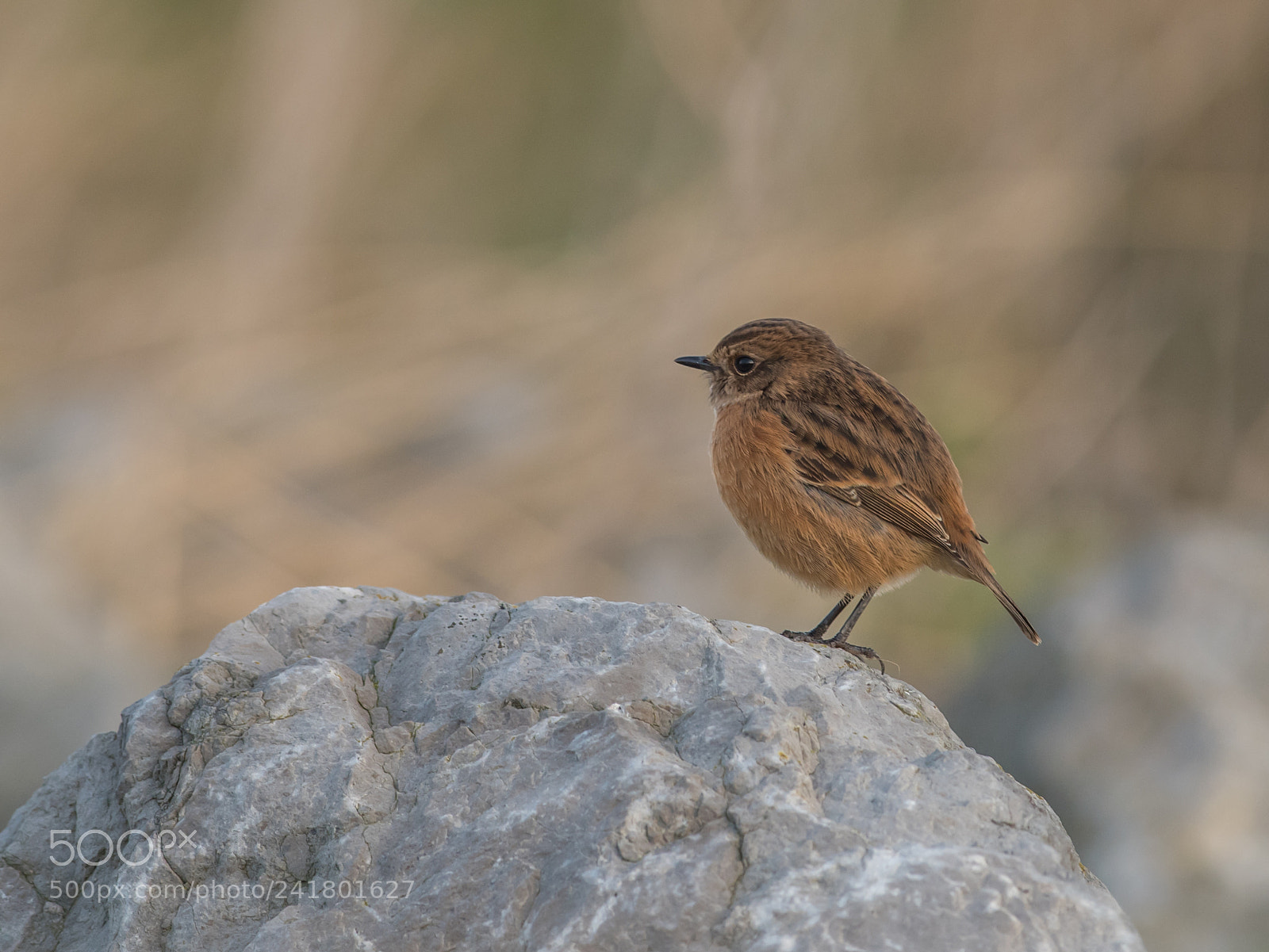 Nikon D810 sample photo. Stonechat photography