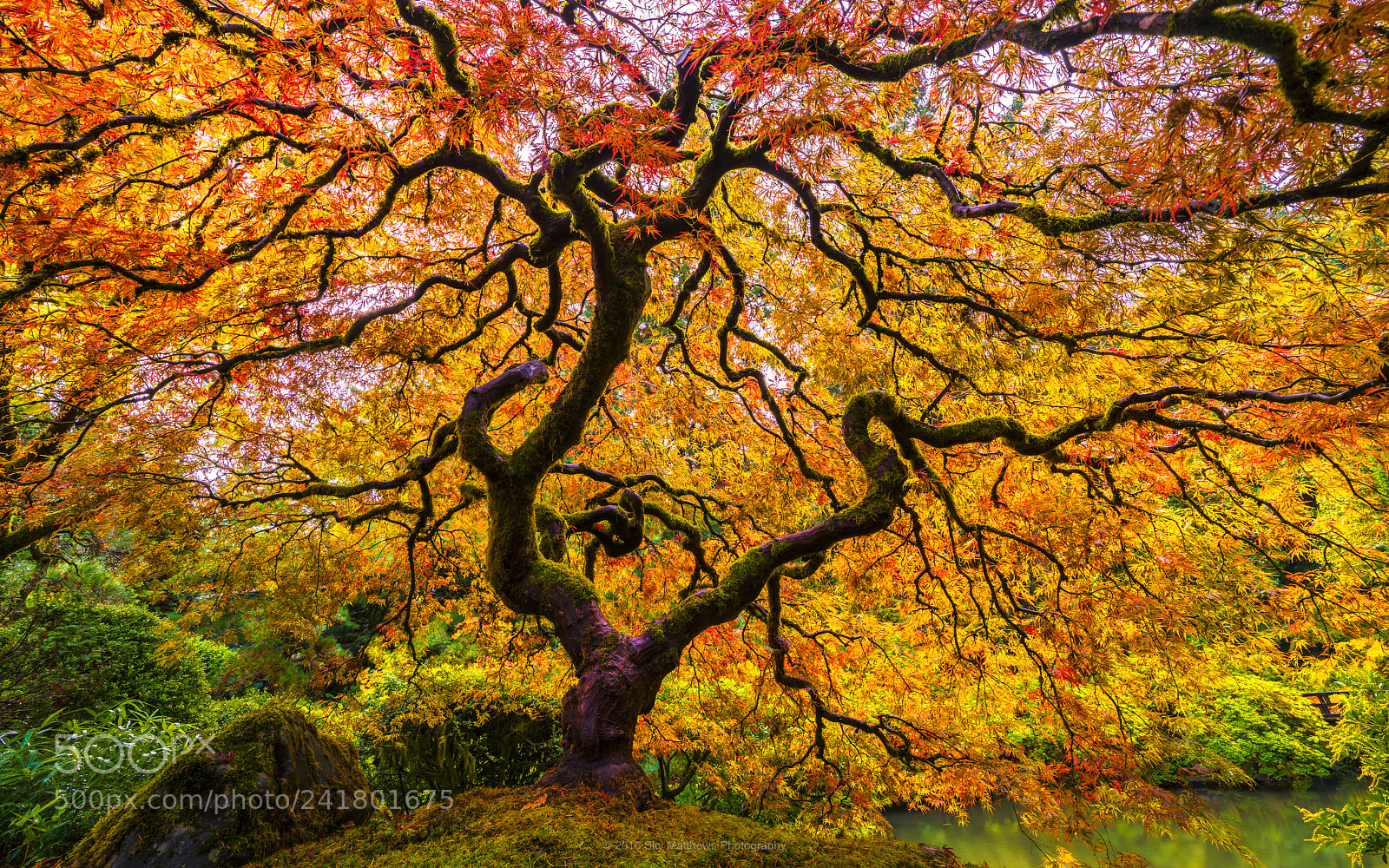 Pentax K-1 sample photo. Japanese maple photography