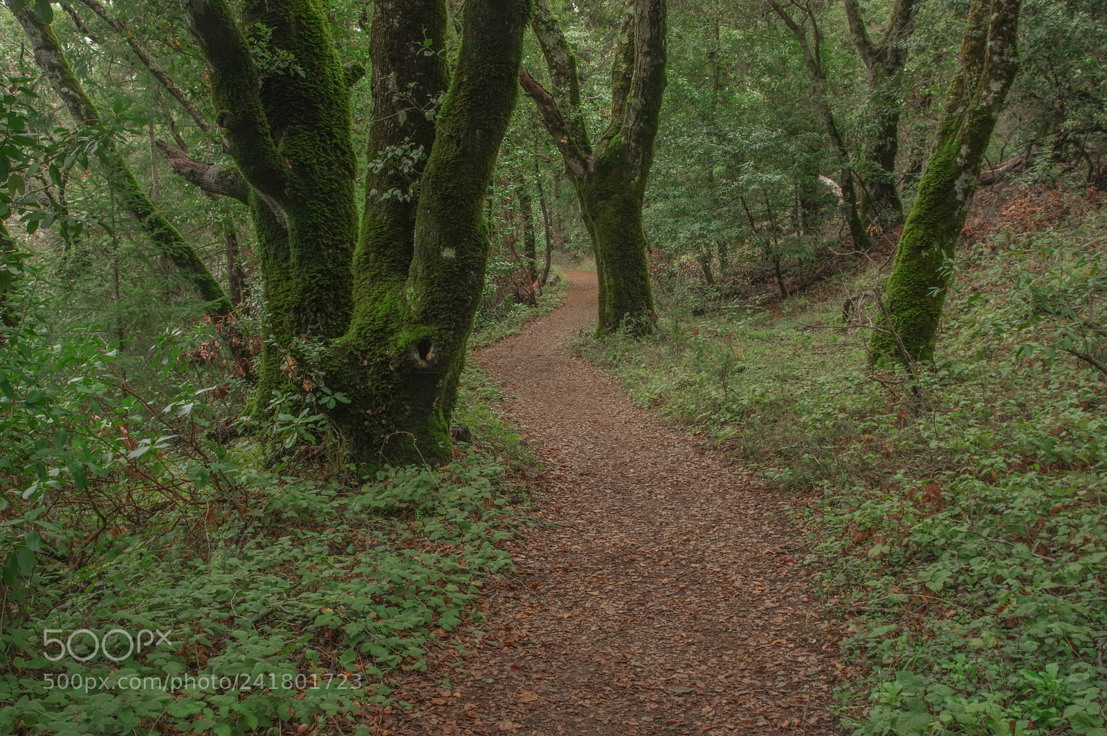 Pentax K-3 sample photo. Forest photography