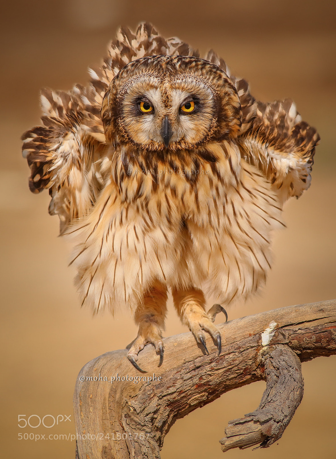 Canon EOS 5DS R sample photo. Asio falmmeus photography