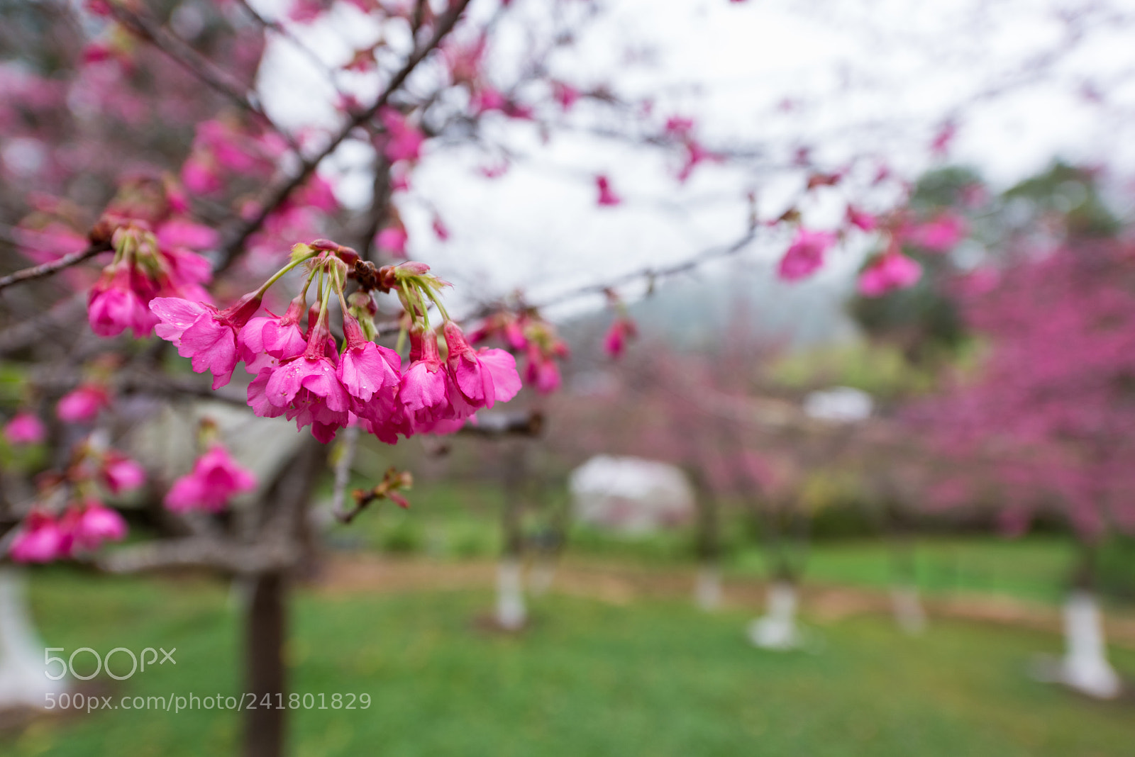 Nikon D810 sample photo. Cherry blossom flowers on photography