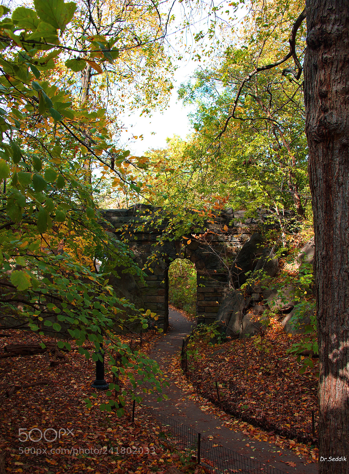 Nikon D7200 sample photo. The central park photography