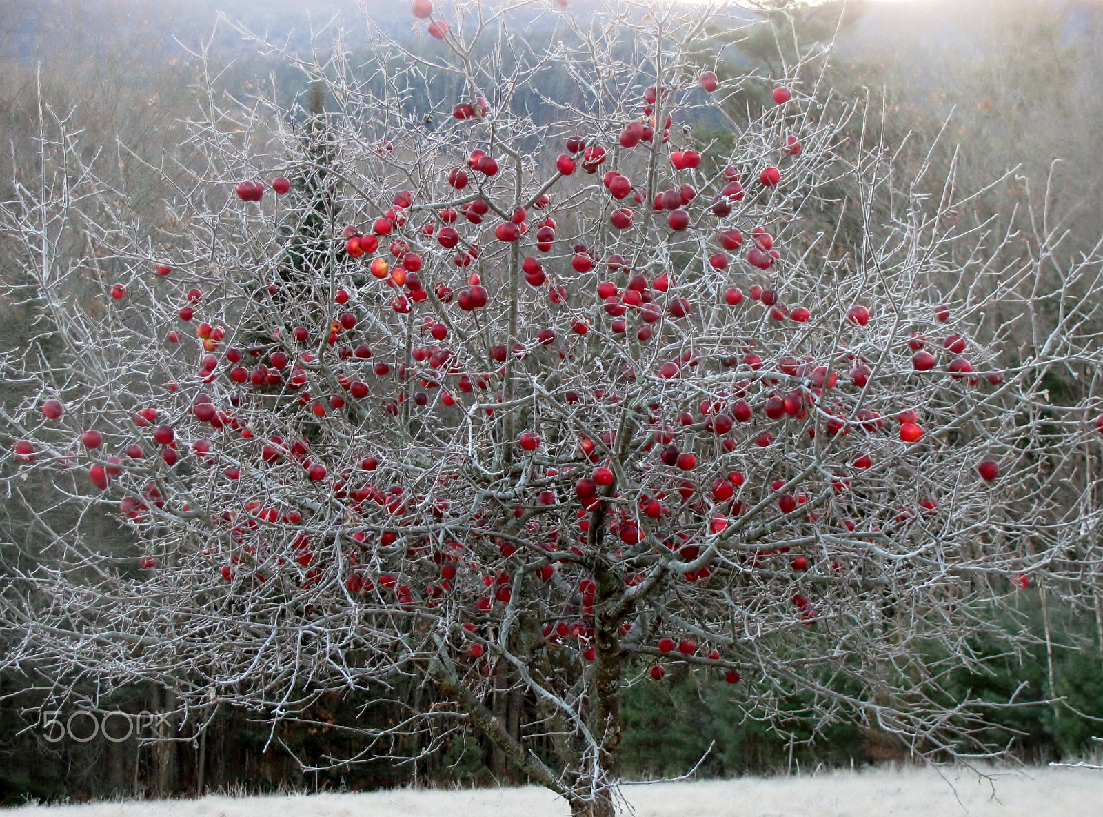 Canon PowerShot SX120 IS sample photo. Frost on the apple tree photography