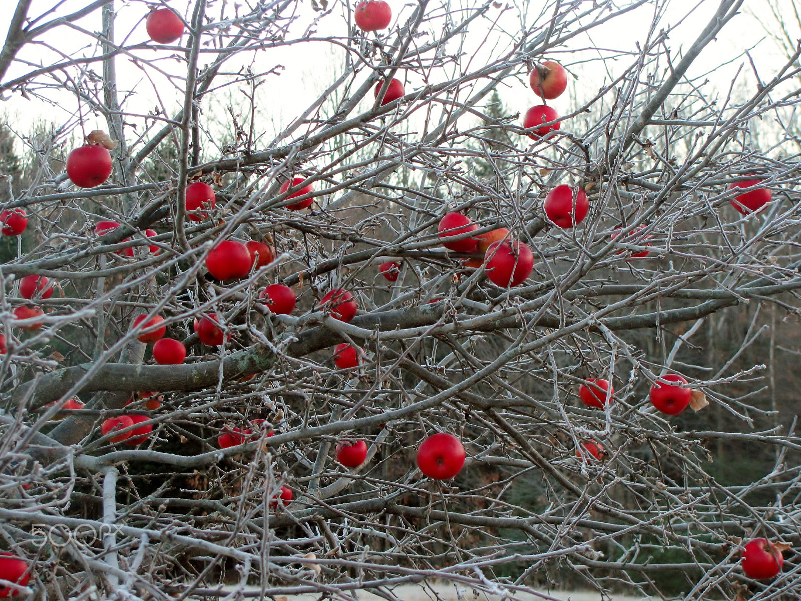 Canon PowerShot SX120 IS sample photo. Frosty apples photography