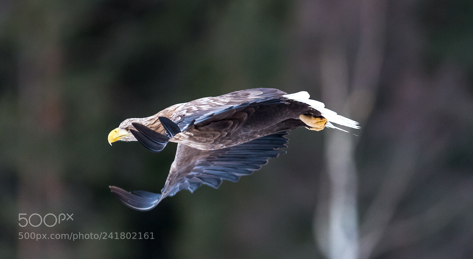 Nikon D5 sample photo. Eagle photography