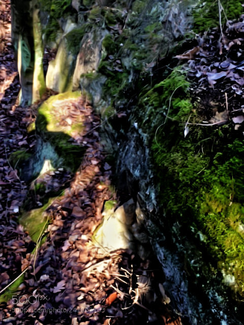 Apple iPhone 5s sample photo. Forest trip photography
