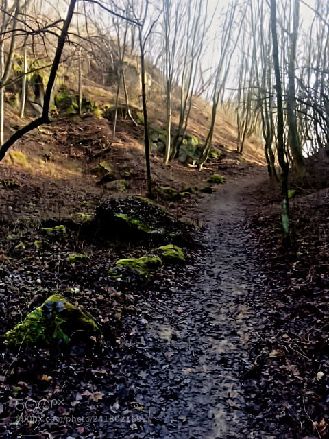 Apple iPhone 5s sample photo. Forest trip photography