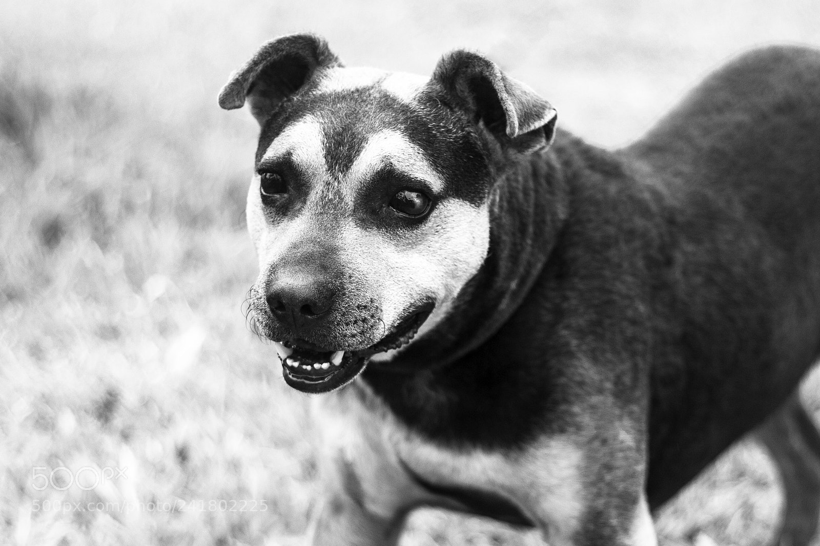Canon EOS 60D sample photo. #panchitolover photography