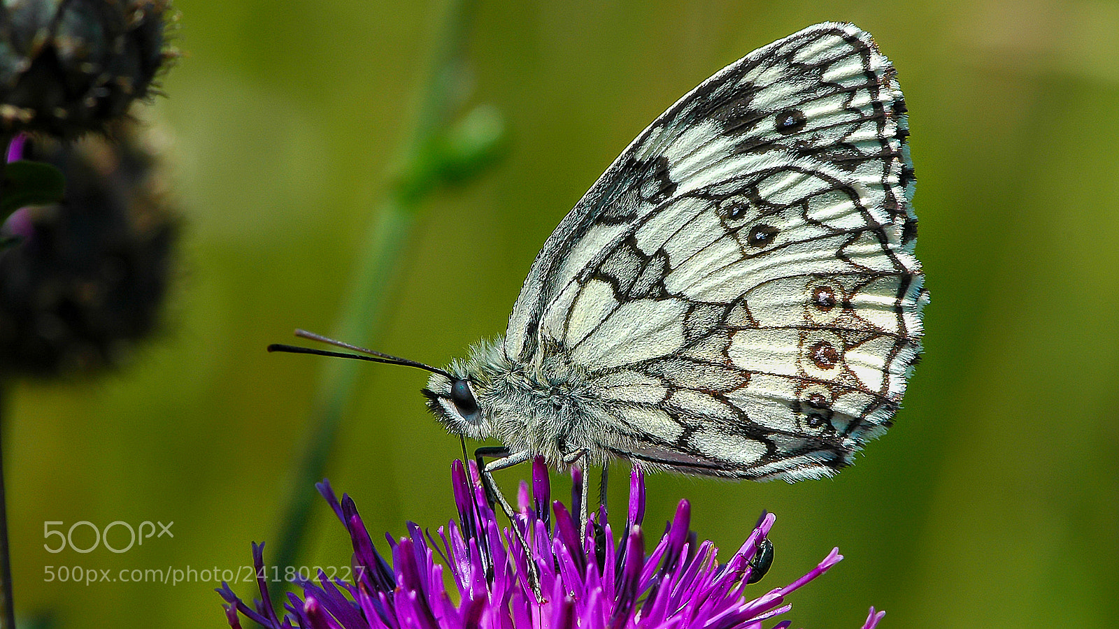 Nikon D70 sample photo. Schmetterling photography