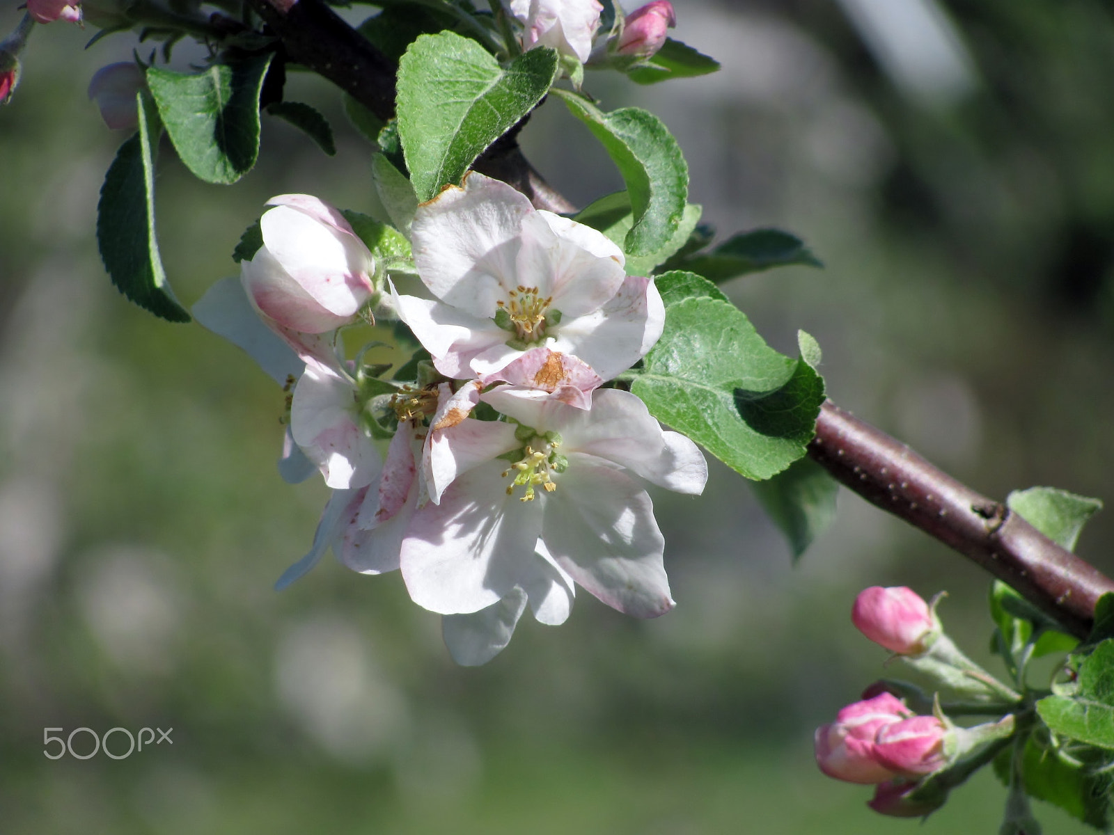 Canon PowerShot SX120 IS sample photo. Spring photography