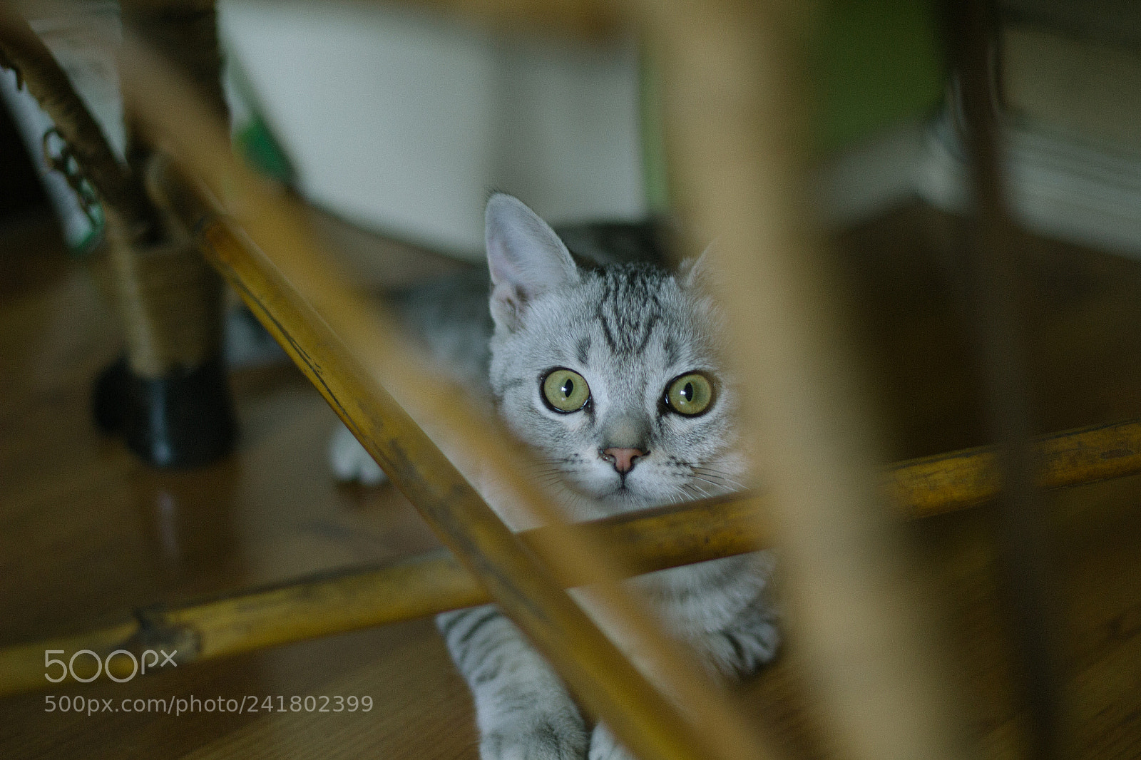Canon EOS 60D sample photo. Img photography