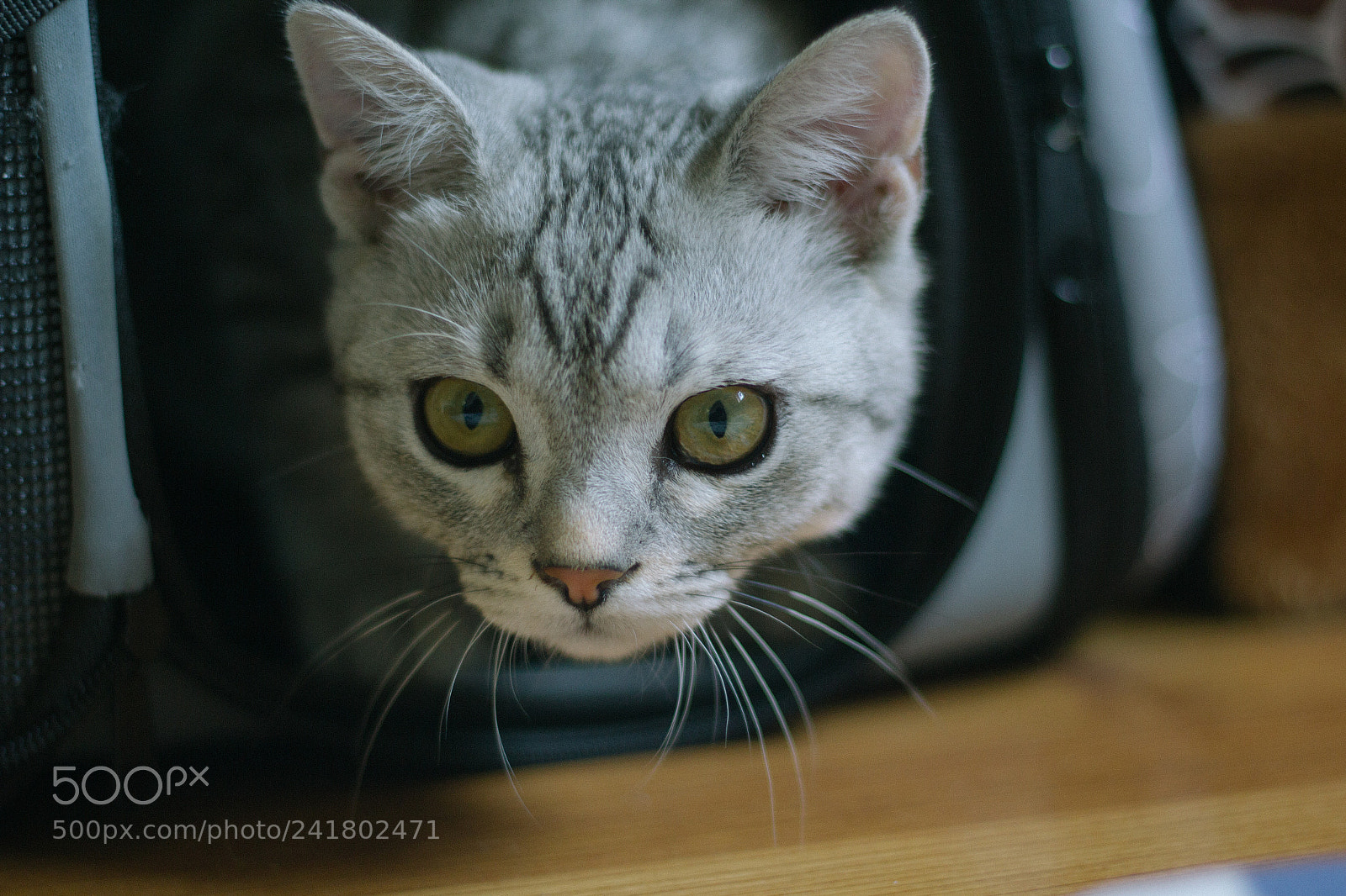 Canon EOS 60D sample photo. Img photography