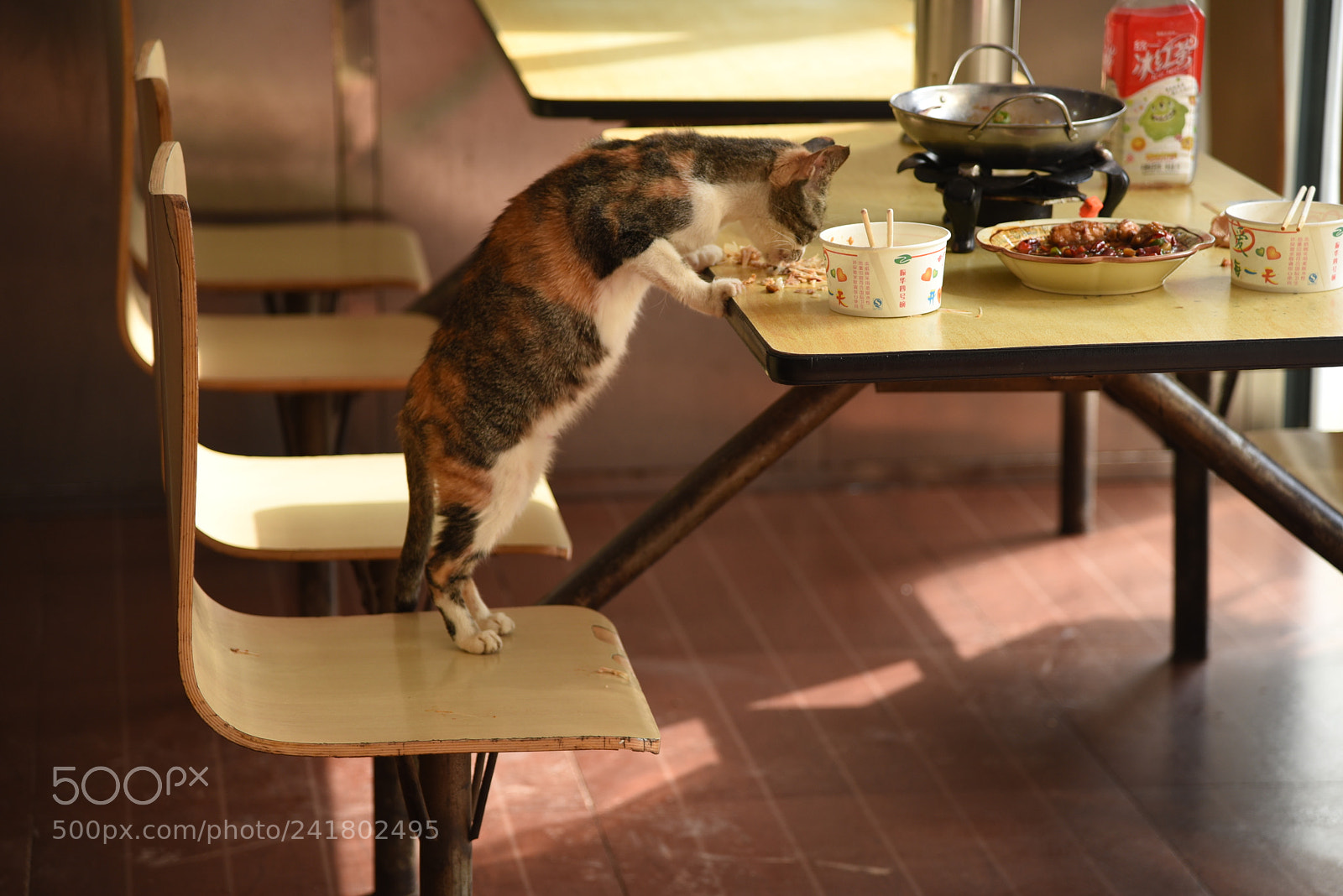 Nikon AF-S Nikkor 24-120mm F4G ED VR sample photo. 猫 photography