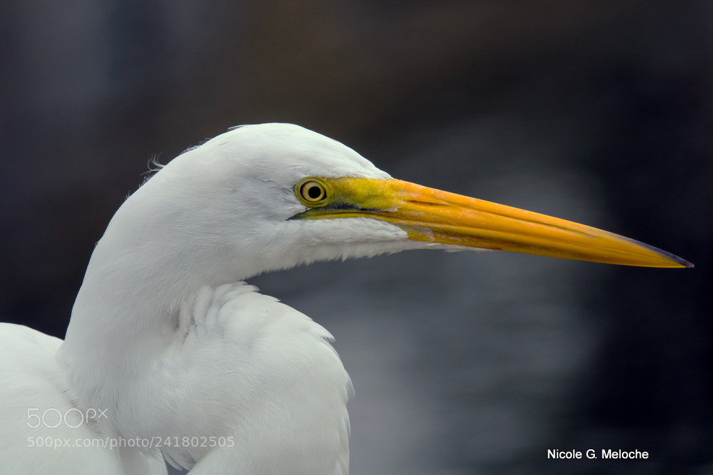 Sony Cyber-shot DSC-RX10 III sample photo. Great egret photography