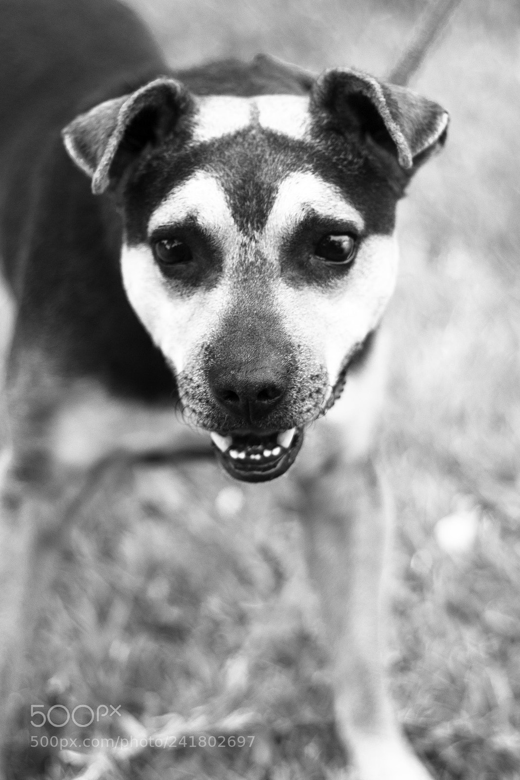 Canon EOS 60D sample photo. #panchitolover photography