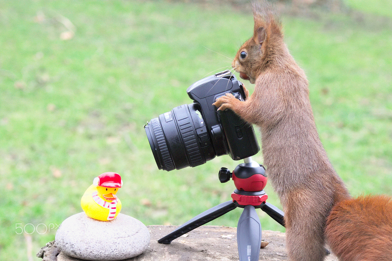 Canon EOS M10 + Canon EF-M 55-200mm F4.5-6.3 IS STM sample photo. Squirrel dont make selfies photography