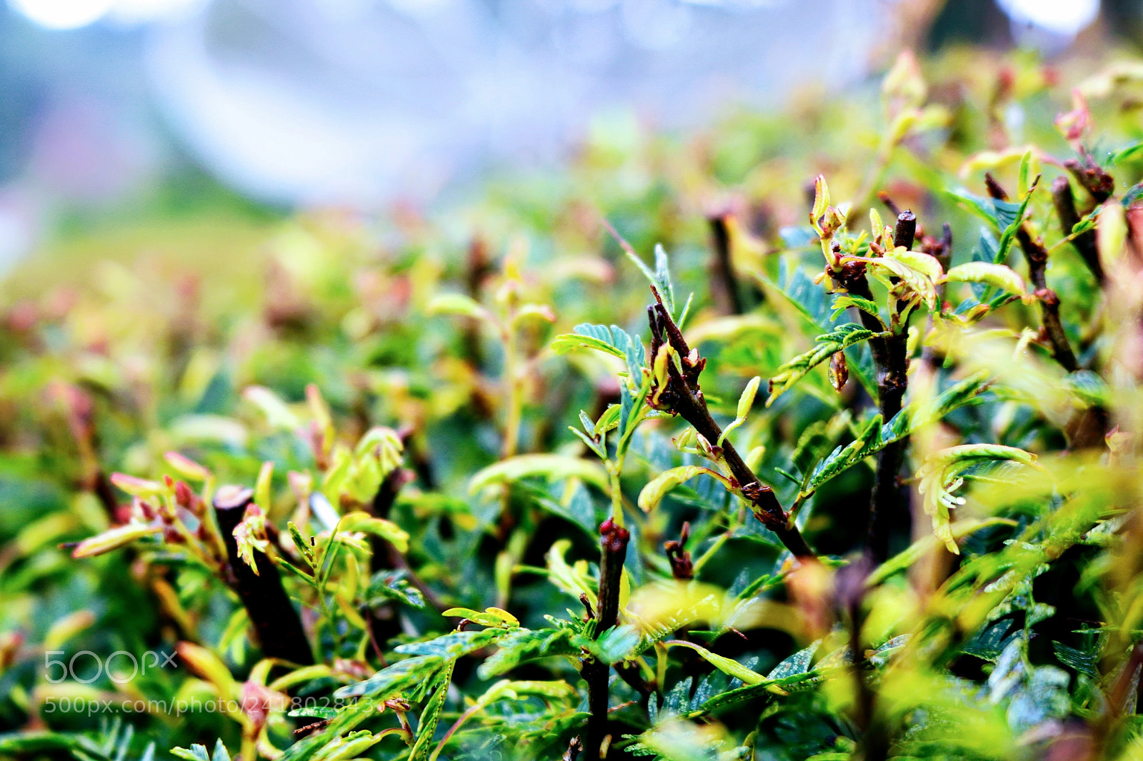 Canon EOS 750D (EOS Rebel T6i / EOS Kiss X8i) sample photo. Bush photography