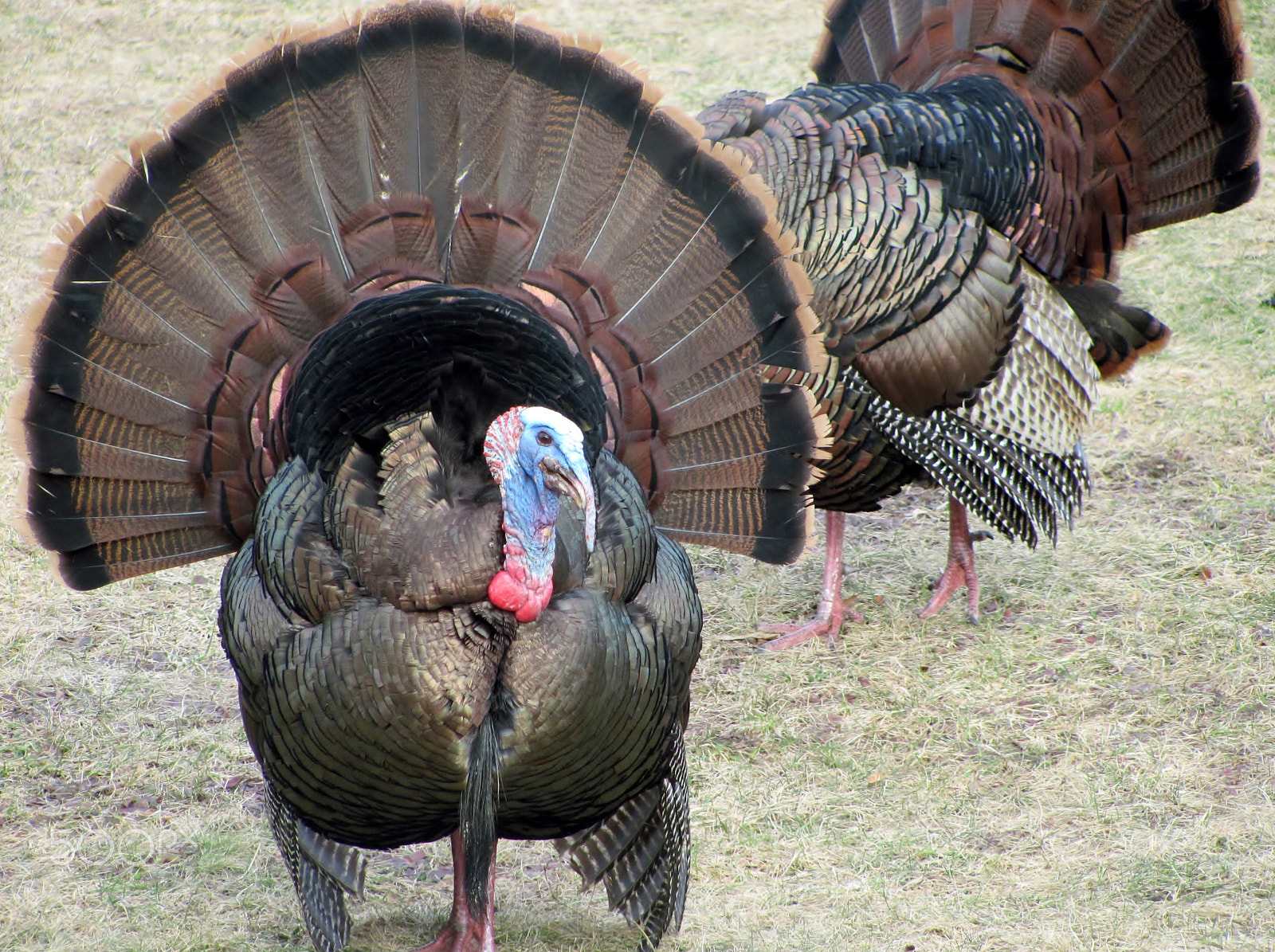 Canon PowerShot SX120 IS sample photo. Wild turkey photography