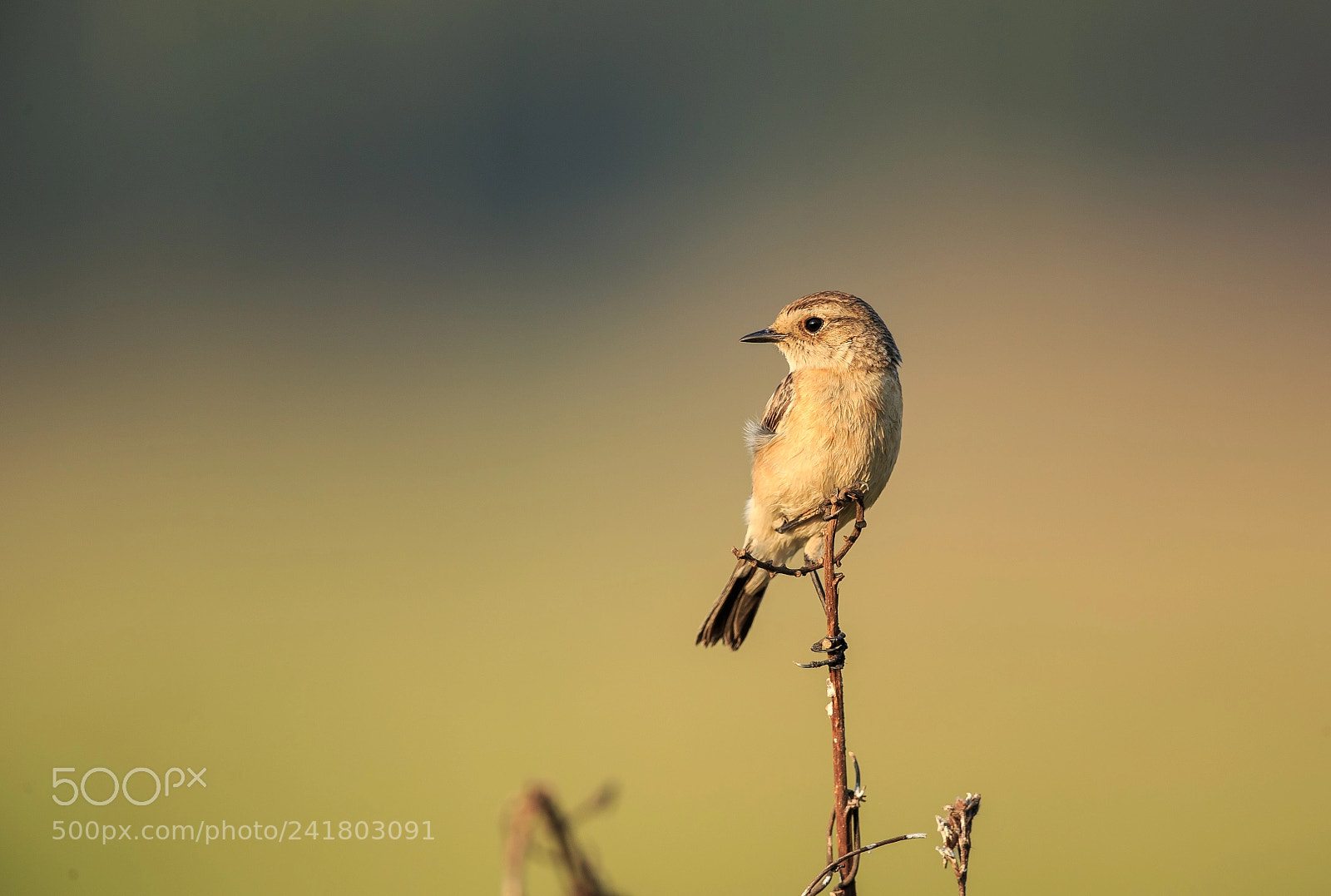 Canon EOS-1D X sample photo. A siberian stonechat photography