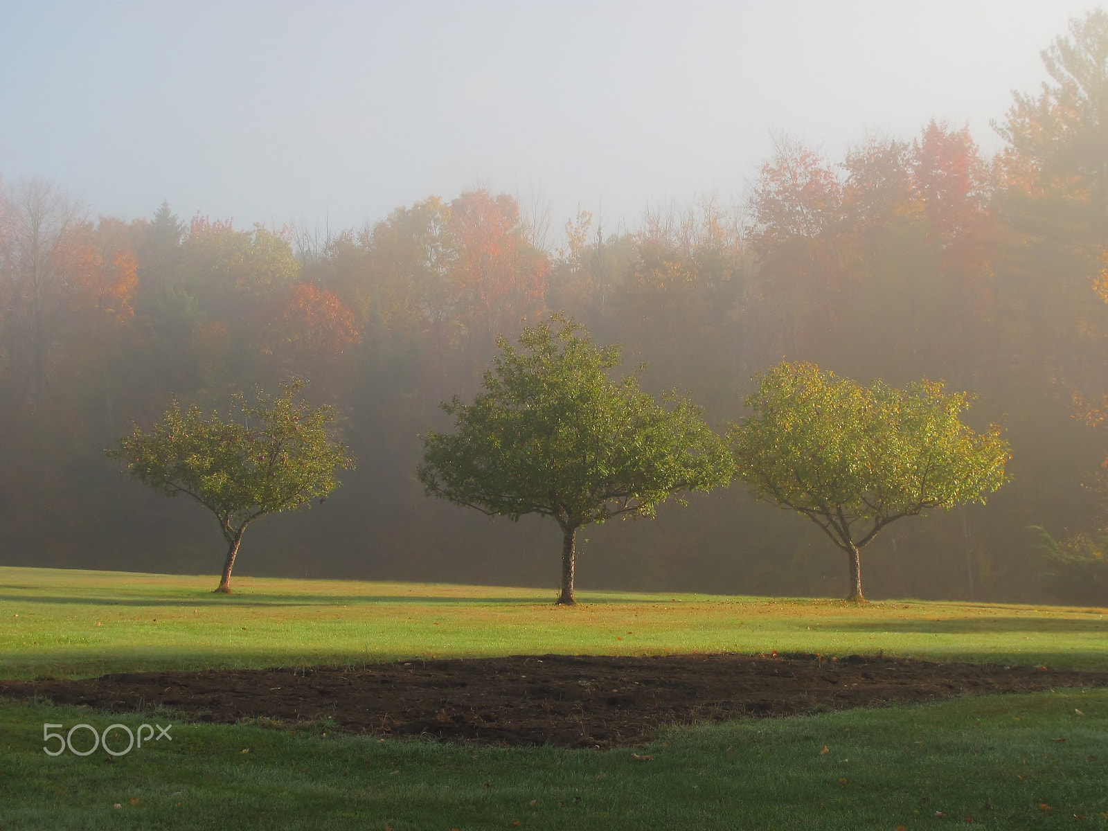 Canon PowerShot SX120 IS sample photo. Apple trees in the mist photography