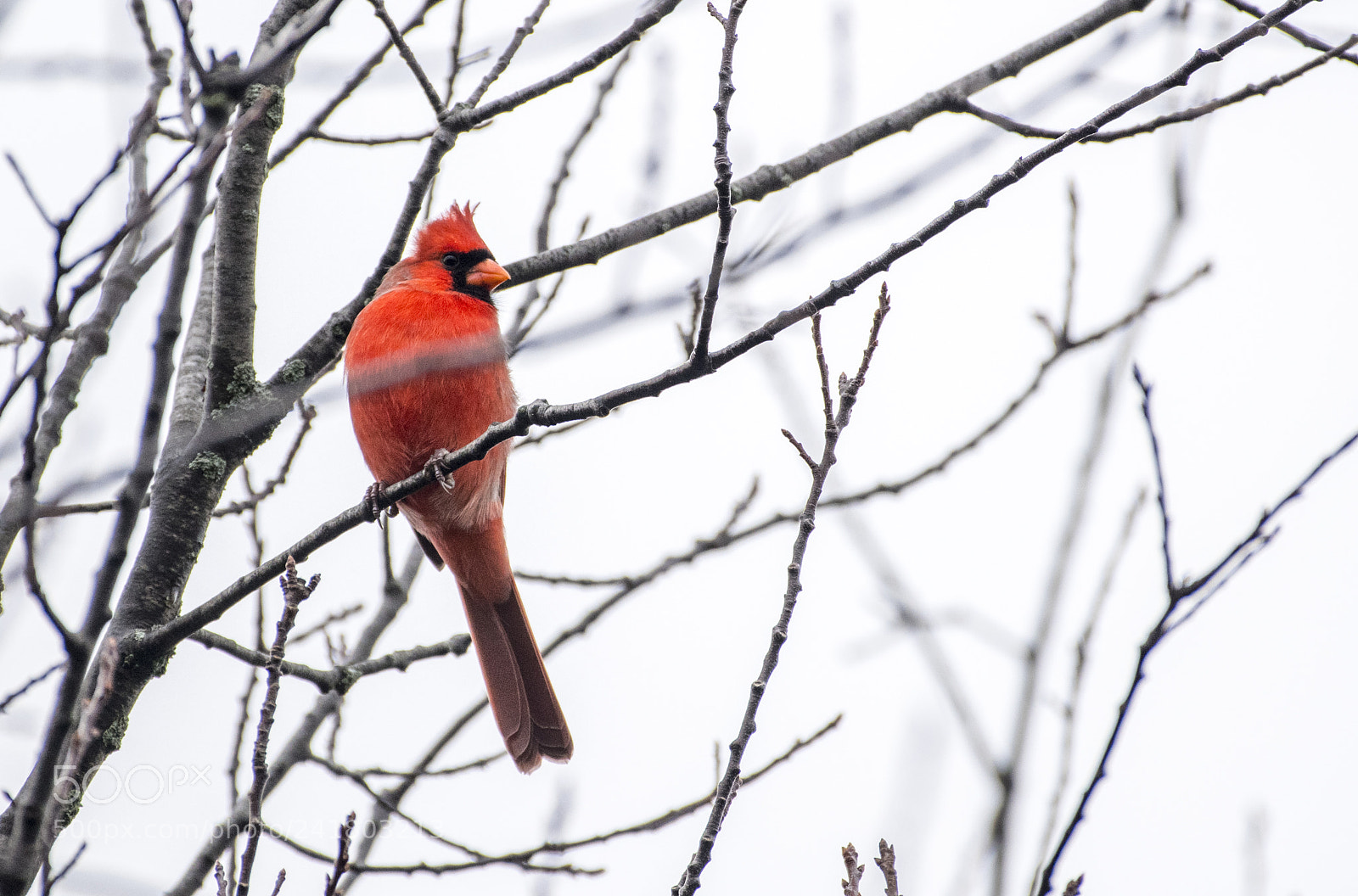 Nikon D850 sample photo. Northern cardinal, canada photography