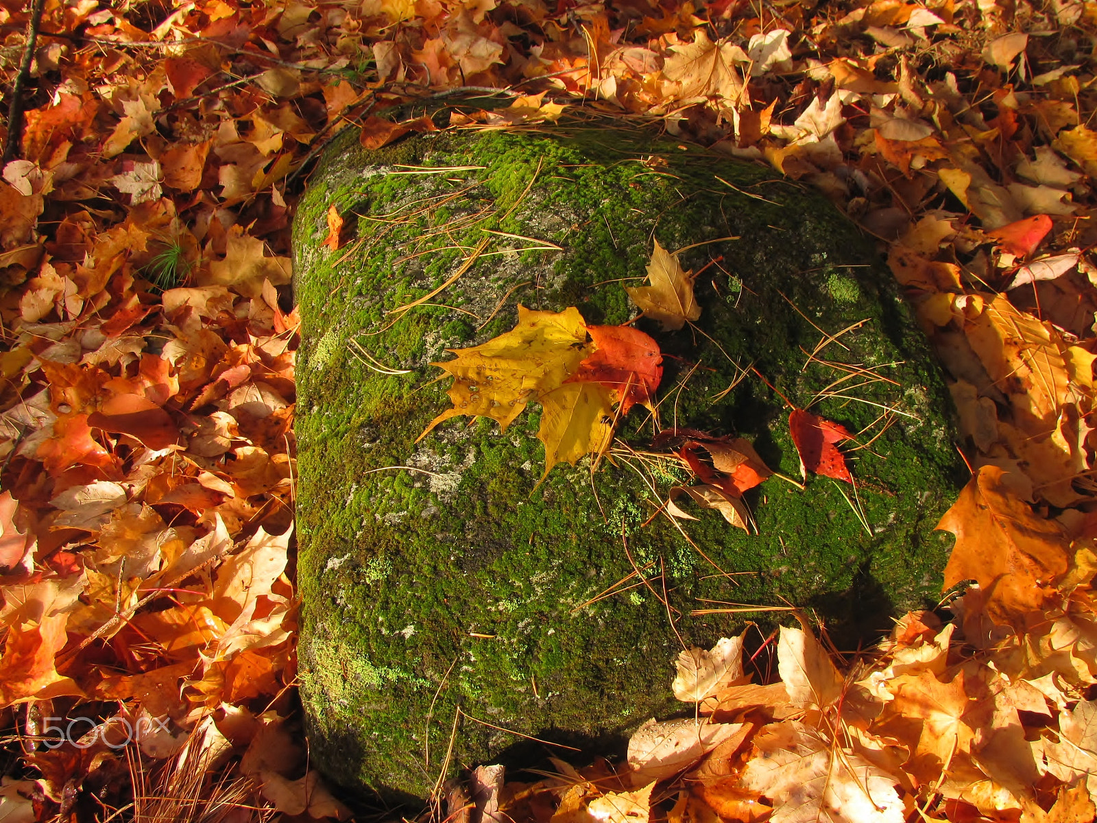 Canon PowerShot SX120 IS sample photo. Fall leaves on moss covered rock photography