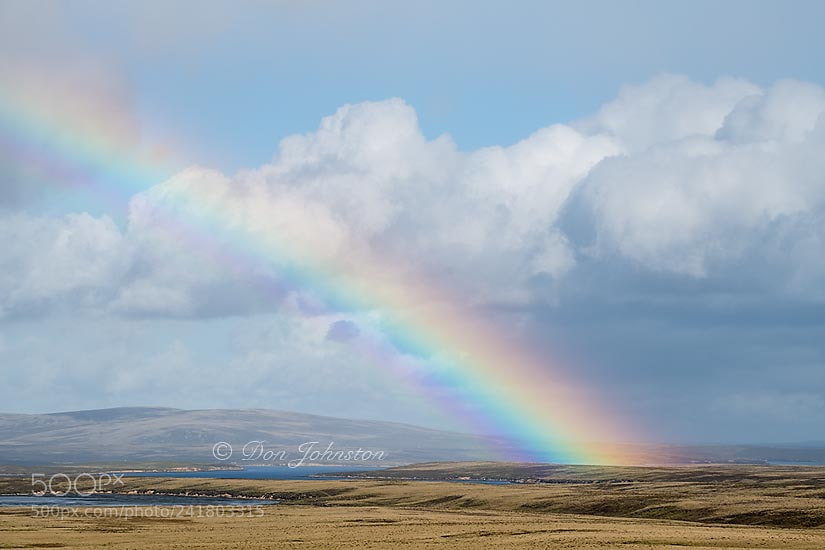 Nikon D850 sample photo. Falkland islands wildlife photography