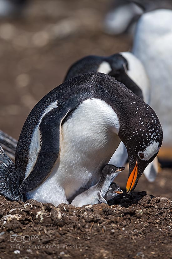 Nikon D5 sample photo. Falkland islands wildlife photography