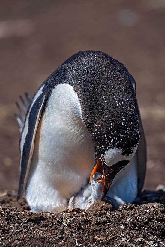 Nikon D5 sample photo. Falkland islands wildlife photography