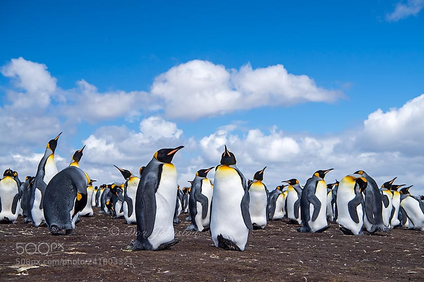 Nikon D5 sample photo. Falkland islands wildlife photography