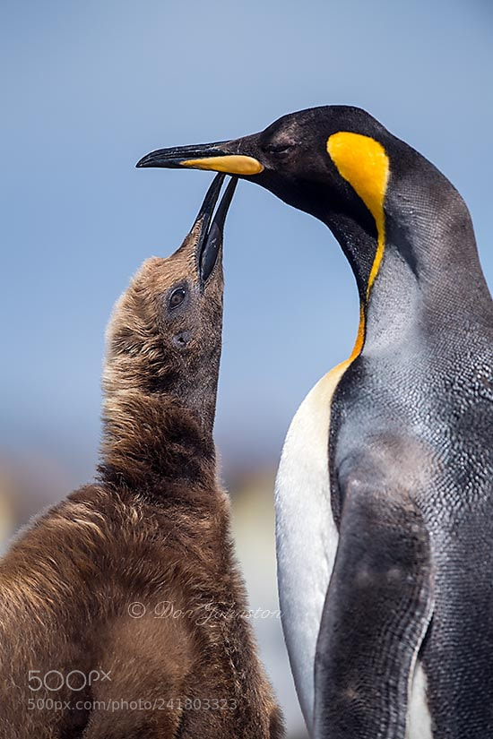 Nikon D5 sample photo. Falkland islands wildlife photography