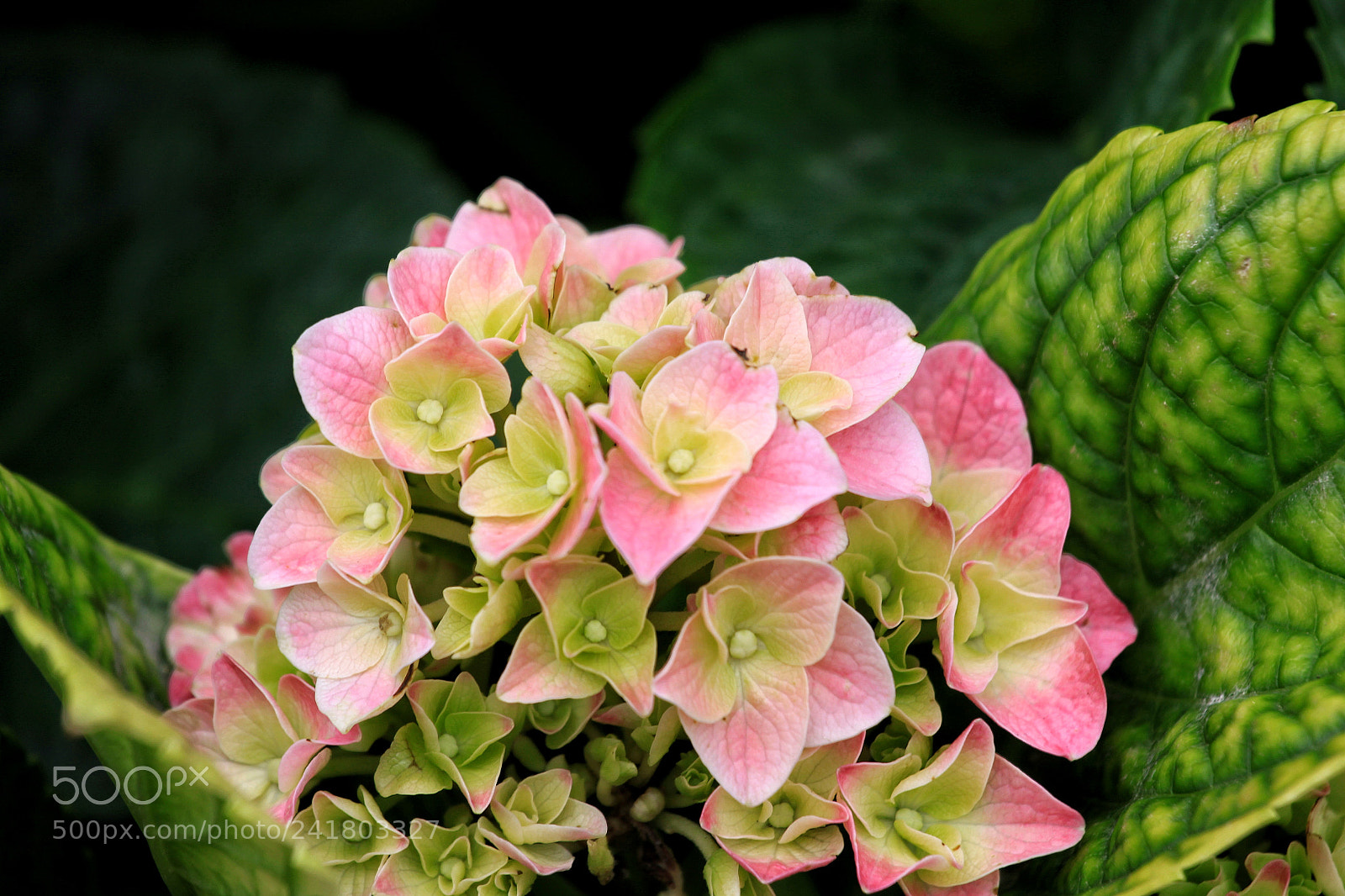 Canon EOS 50D sample photo. Untitled photography
