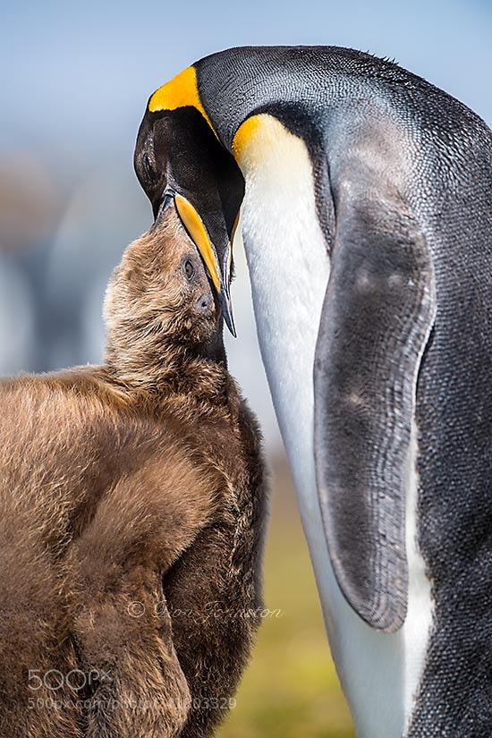 Nikon D5 sample photo. Falkland islands wildlife photography